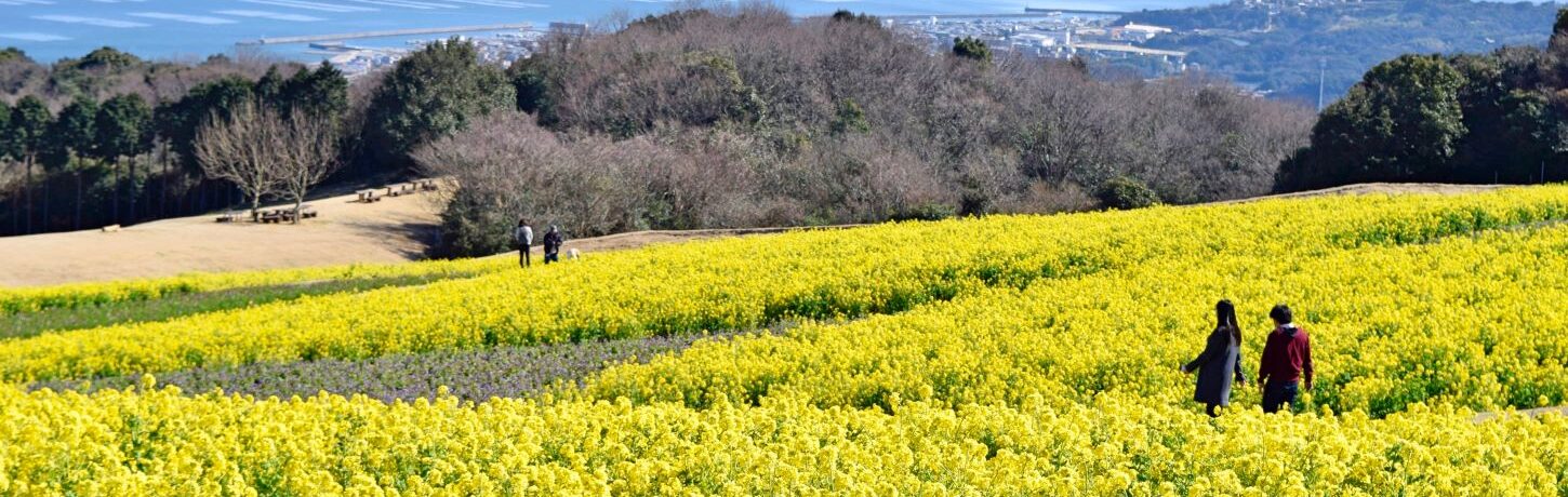 花ざしきに広がる菜の花