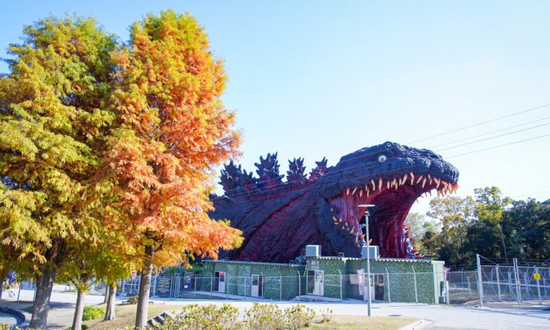 A giant Godzilla head set at Nijigen no Mori Awaji Island Anime Park  howls in Hyogo Prefecture on Oct 8 2020 The 120meterlong monster will  be unveiled on October 10 and visitors