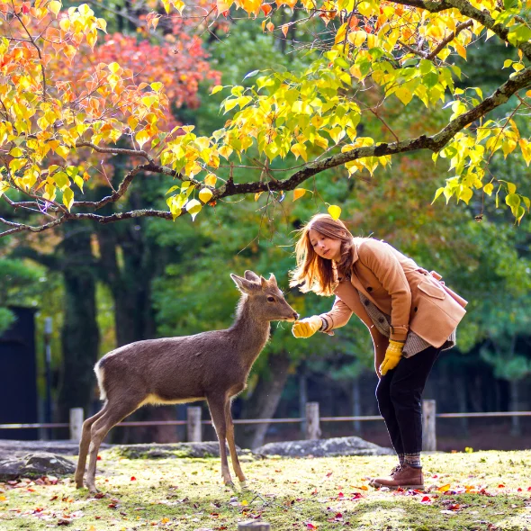 walk in nara