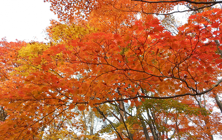 autumn leaves awaji island 3