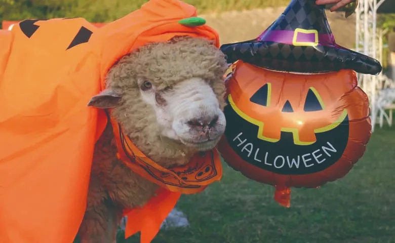 halloween awaji island - nojima zoo