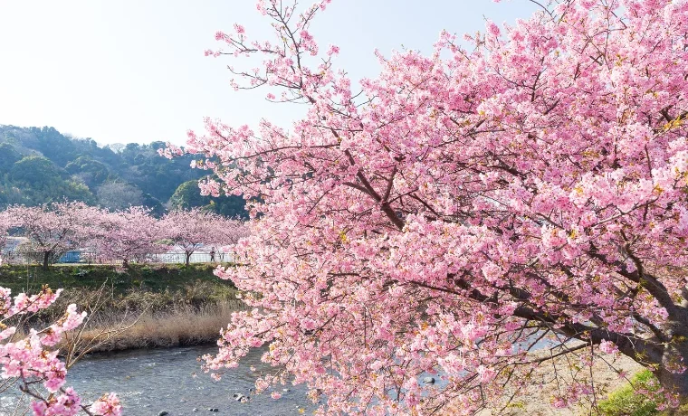 spring in japan