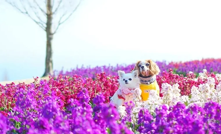 pet-friendly travel on Awaji Island