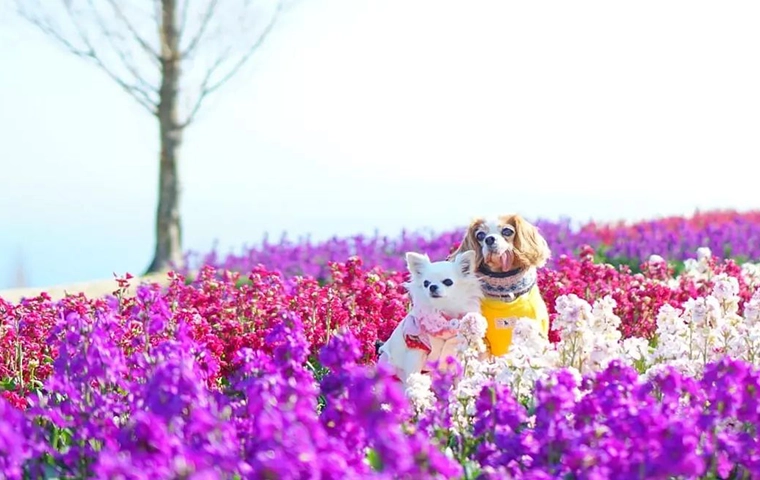 pet-friendly travel on Awaji Island