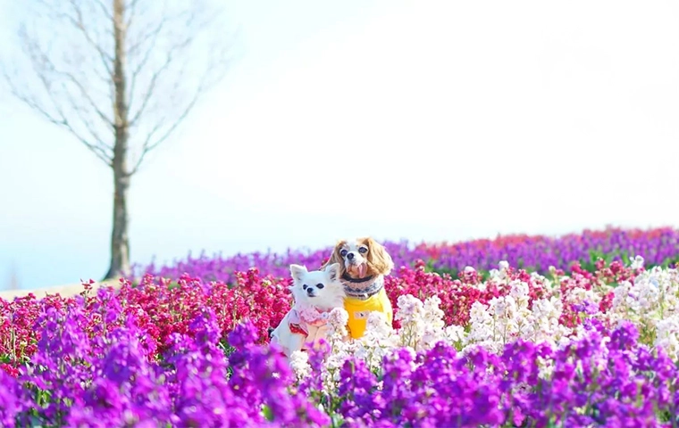 Dog Friendly Vacation Ideas Awaji Island