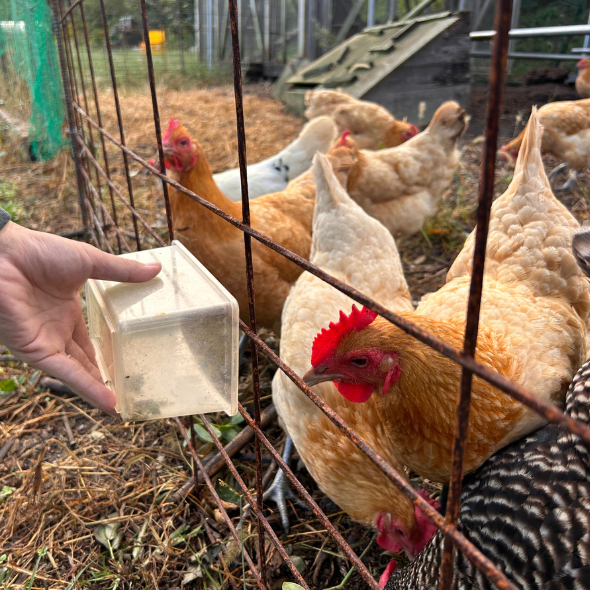 Chicken