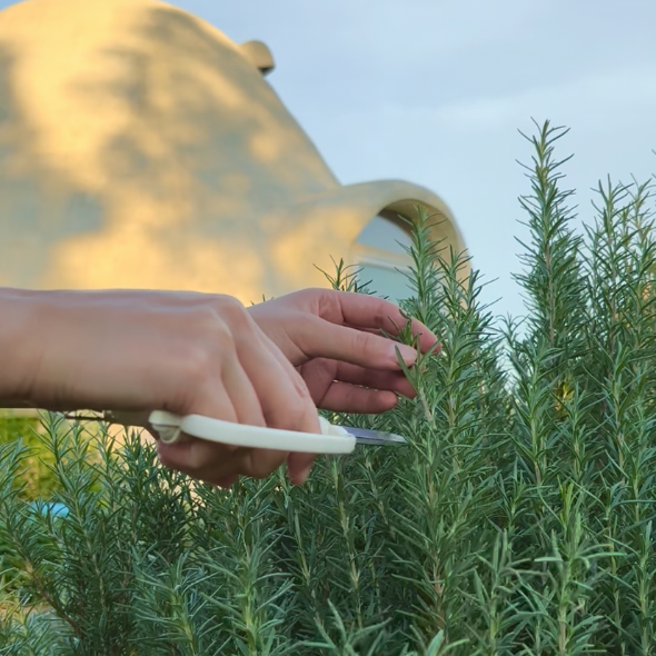 Harvesting rosemary